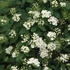 Spiraea vanhouttei - Közönséges gyöngyvessző