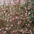 Viburnum bodnantense Dawn- Kikeleti bangita