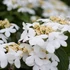 Viburnum plicatum Mariesii  - Redős levelű bangita