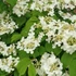 Viburnum plicatum Mariesii  - Redős levelű bangita