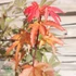 Acer palmatum Skeeters Broom - Oszlopos japán juhar