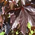 Acer platanoides Crimson King - Bordó lvevlű juhar (Vérjuhar)