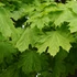 Acer platanoides Emerald Queen - Korai juhar