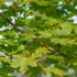Acer platanoides Olmsted - Oszlopos korai juhar