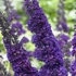 Buddleja davidii Black Knight - Nyáriorgona