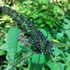 Buddleja davidii Black Knight - Nyáriorgona