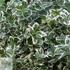 Euonymus fortunei Emerald Gaiety-Fehértarka kúszó kecskerágó