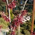 Hamamelis intermedia Diane - Piros virágú varázsmogyoró