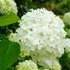 Hydrangea arborescens Strong Annabelle - Cserjés hortenzia