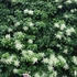 Hydrangea petiolaris - Kúszó hortenzia