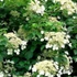 Hydrangea petiolaris - Kúszó hortenzia