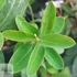 Hypericum calycinum - Örökzöld orbáncfű