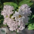 Lagerstroemia indica With Love Babe - Törpe kínai selyemmirtusz 