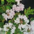 Lagerstroemia indica With Love Babe - Törpe kínai selyemmirtusz 