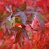 Liquidambar styracifula Lane Roberts - Ámbrafa