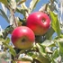 Malus domestica Jonathan M41 - Jonathan M41 alma