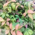 Nandina domestica Blush Pink - Japán szentfa