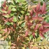 Nandina domestica Obsessed- Japán szentfa