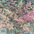 Nandina domestica Obsessed- Japán szentfa