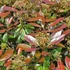 Photinia fraseri Red Robin - Korallberkenye