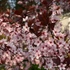 Prunus cerasifera Nigra - Vérszilva