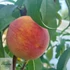 Prunus persica Padana - Padana őszibarack