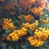 Pyracantha coccinea Golden Charmer - Tűztövis
