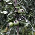 Pyrus salicifolia Pendula - Fűzlevelű csüngő díszkörte