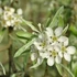 Pyrus salicifolia Pendula - Fűzlevelű csüngő díszkörte