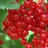 Ribes rubrum Jonkheer van Tets - Piros ribizli