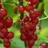 Ribes rubrum Rovada - Piros ribizli
