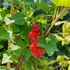 Ribes rubrum Rovada - Piros ribizli