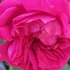 Rosa Magenta  - Magenta magastörzsű rózsa