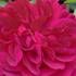 Rosa Magenta  - Magenta magastörzsű rózsa