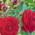 Rosa Rot Fairy - Magastörzsű sötét piros csüngőrózsa