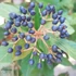 Viburnum tinus Eve Price - Örökzöld  bangita
