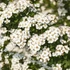 Spiraea nipponica Halward Silver – Nipponi gyöngyvessző