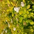 Spiraea betulifolia Tor Gold – Nyírlevelű gyöngyvessző